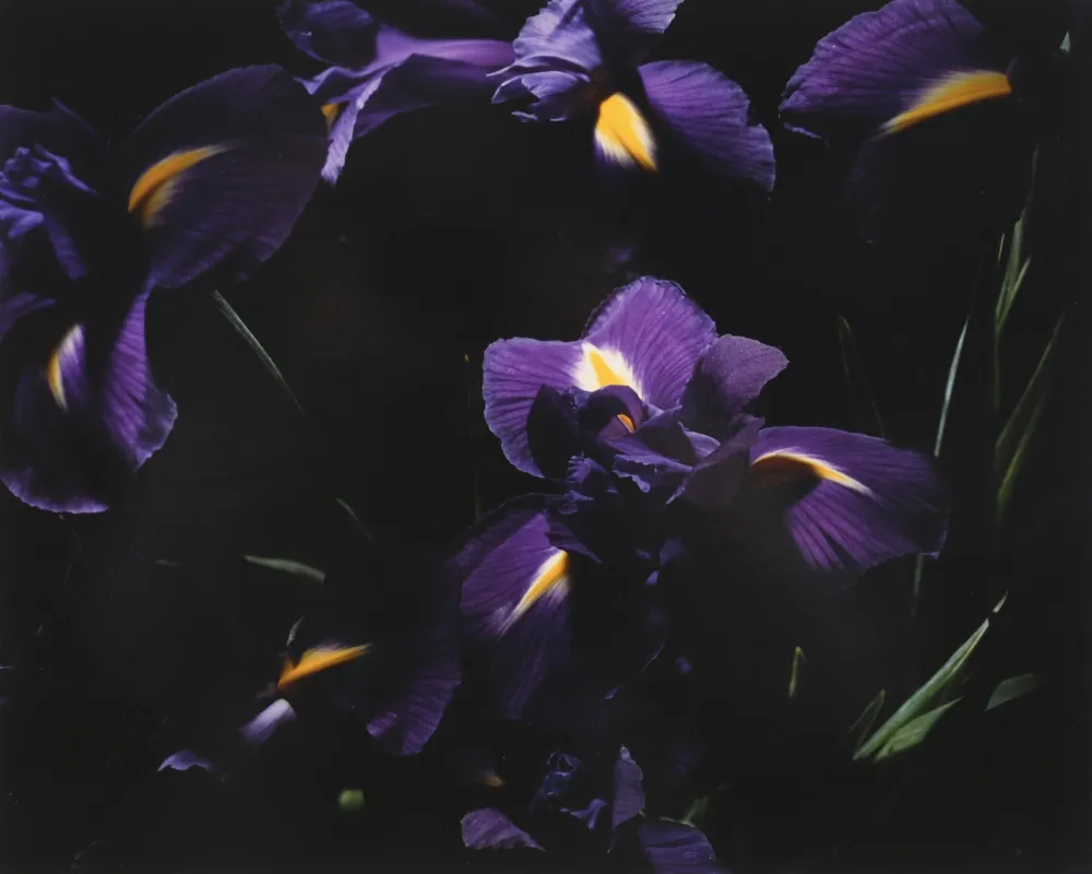 Fotografía Lafontaine - L’Iris bleu