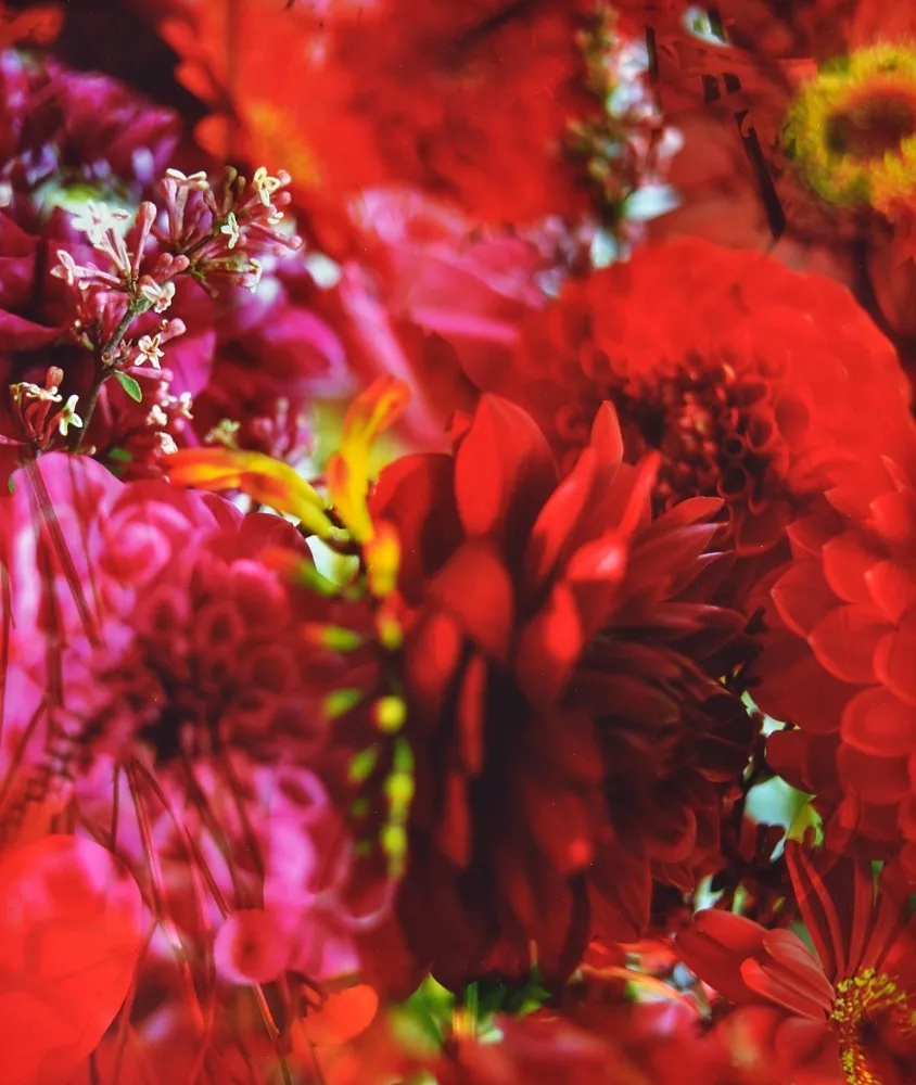 Fotografía Lafontaine - Paradise Lost I