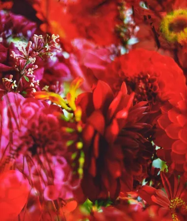 Fotografía Lafontaine - Paradise Lost I