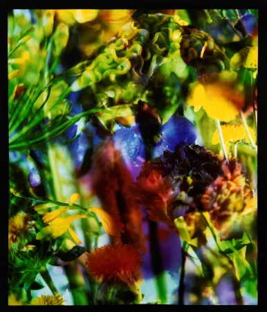 Fotografía Lafontaine - Paradise Lost II