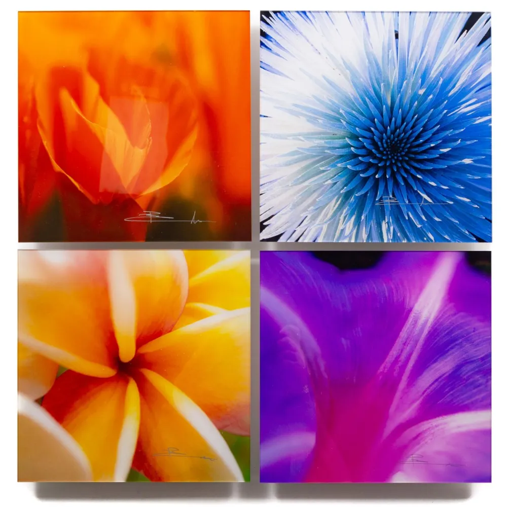 Fotografía Lik - Flowers of Paradise