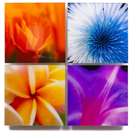 Fotografía Lik - Flowers of Paradise