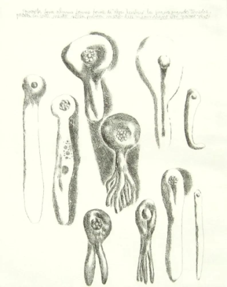 Grabado Lionni - Senza titolo