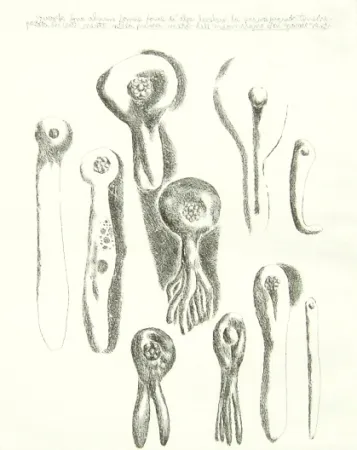 Grabado Lionni - Senza titolo