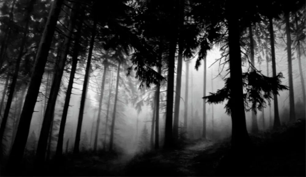 Múltiple Longo - Fairmount Forest