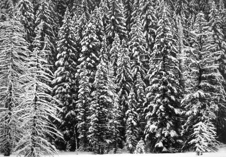 Múltiple Longo - White Snow Trees of the Black Forest