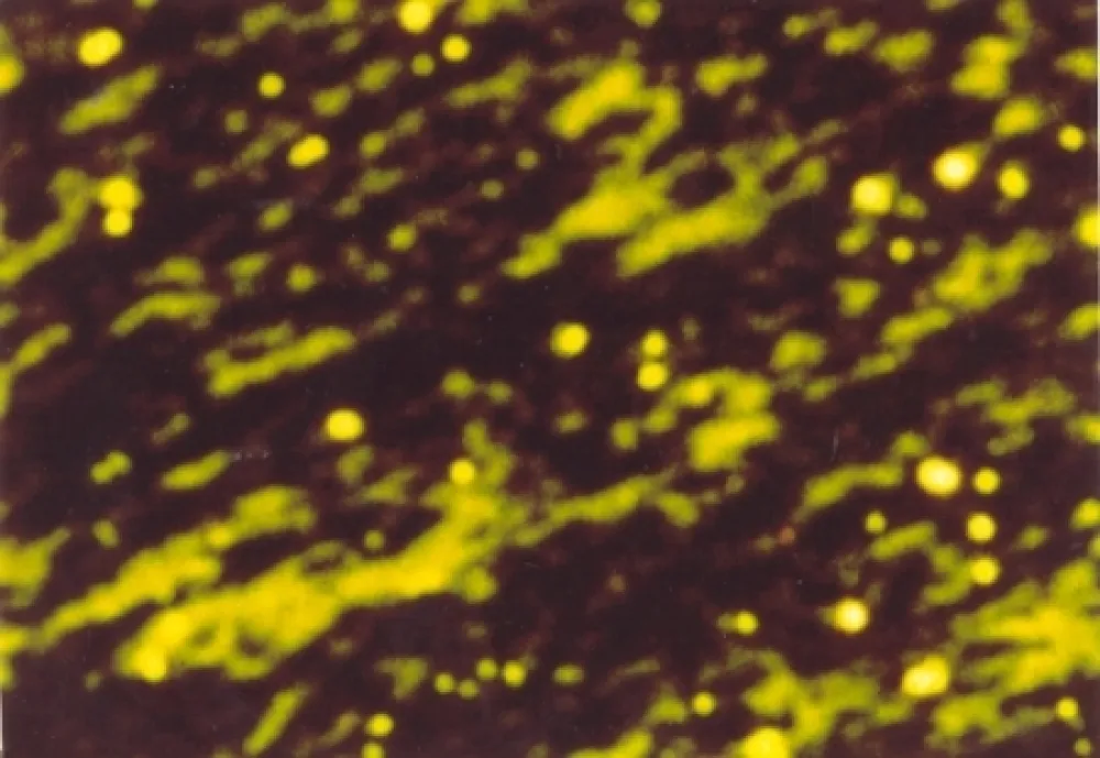 Libro Ilustrado Luscher - Il sole in abisso