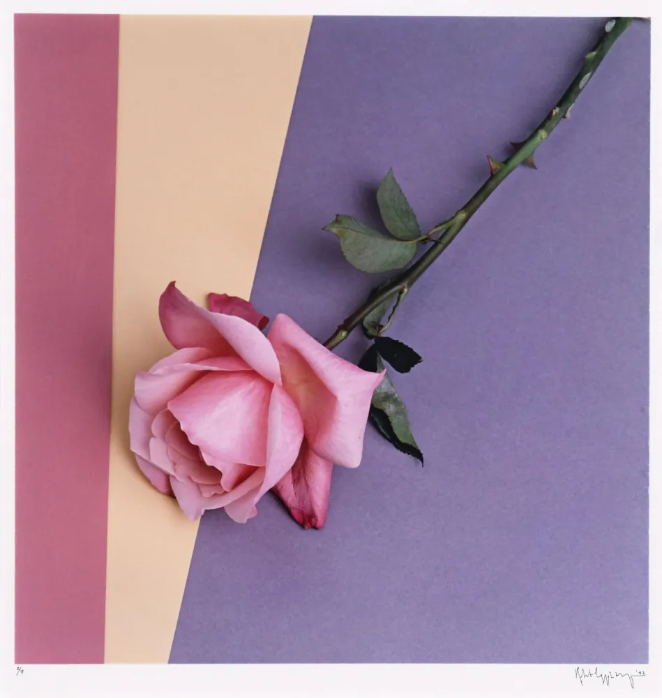 Fotografía Mapplethorpe - Rose