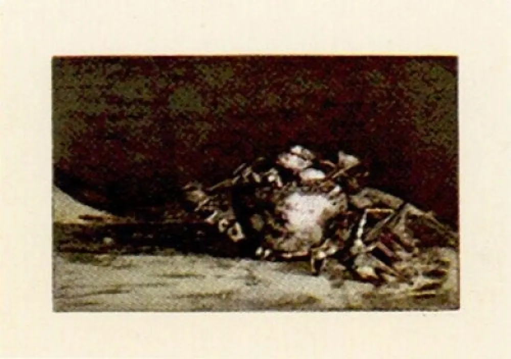 Grabado Muñoz - LLM-4