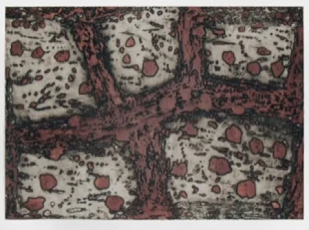 Grabado Music - Terre d'Istrie