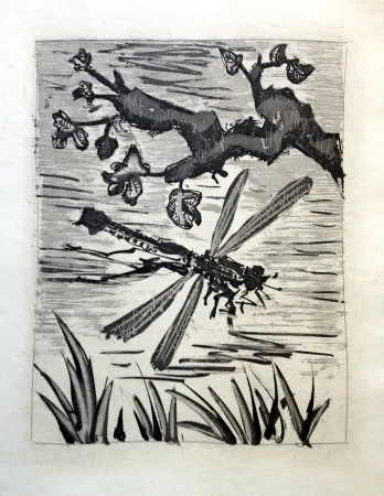 Aguafuerte Y Aguatinta Picasso - LA LIBELLULE