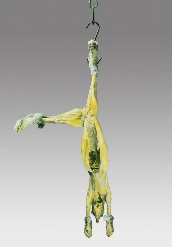 Serigrafía Pistoletto - Coniglio