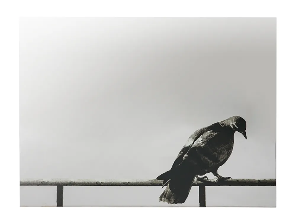 Serigrafía Pistoletto - La Colomba