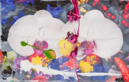 Múltiple Quinn - Orchids