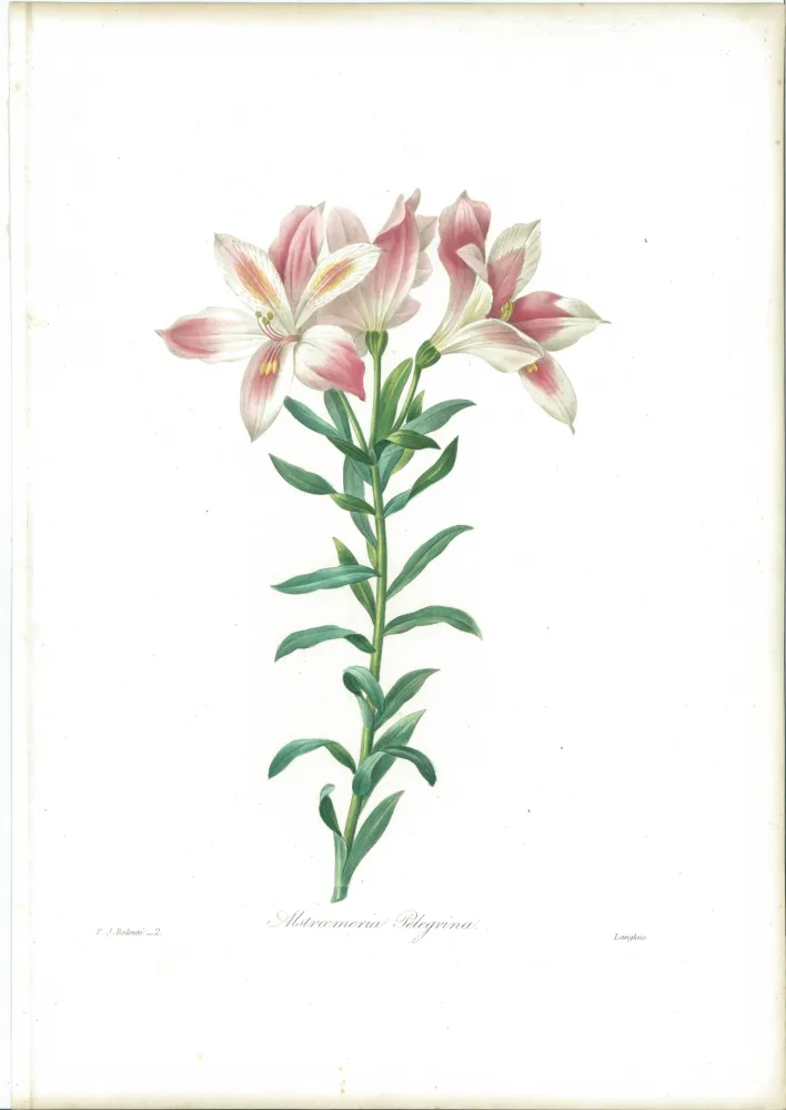 Aguafuerte Redouté - Alstroemeria Pelegrina