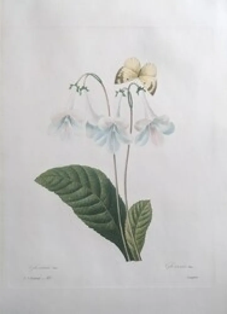 Aguafuerte Redouté - Gloxinie / Gloxinis