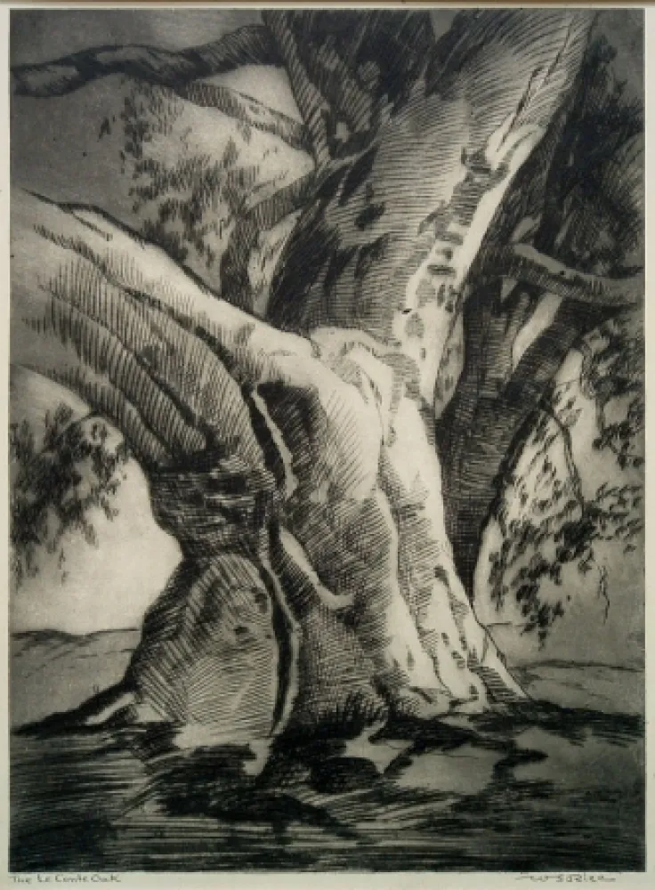 Punta Seca Rice - The Le Conte Oak