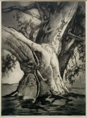 Punta Seca Rice - The Le Conte Oak