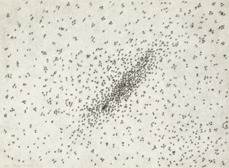 Múltiple Ruscha - Insect Slant (Ants) (from Reality & Paradoxes)
