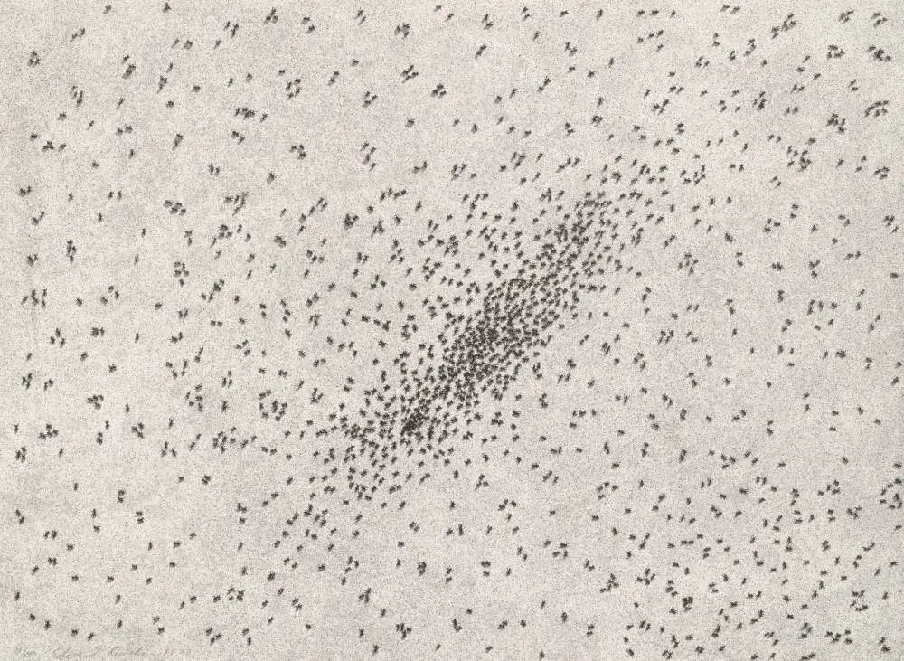 Litografía Ruscha - Insect Slants (Ants)