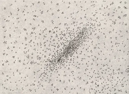 Litografía Ruscha - Insect Slants (Ants)