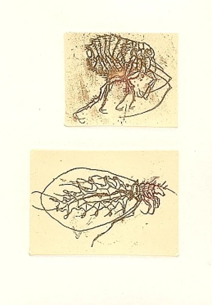 Libro Ilustrado Saroni - Insettario