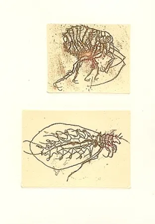 Libro Ilustrado Saroni - Insettario
