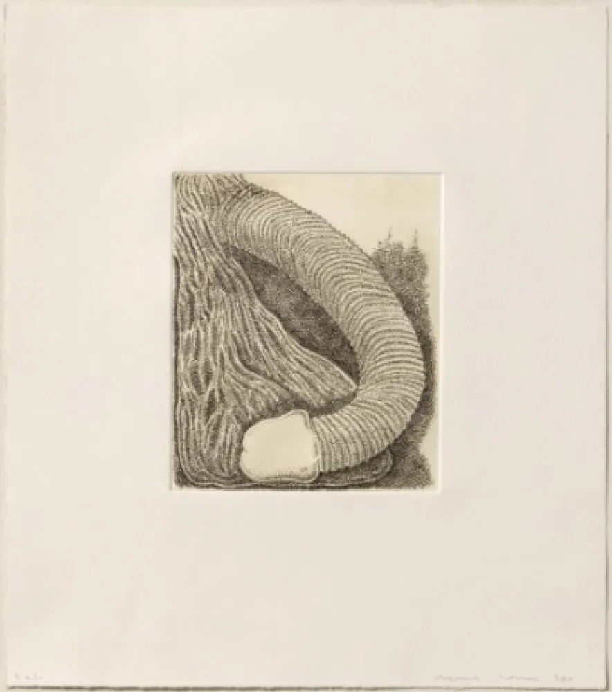 Grabado Siena - Membre