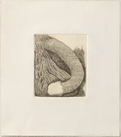 Grabado Siena - Membre