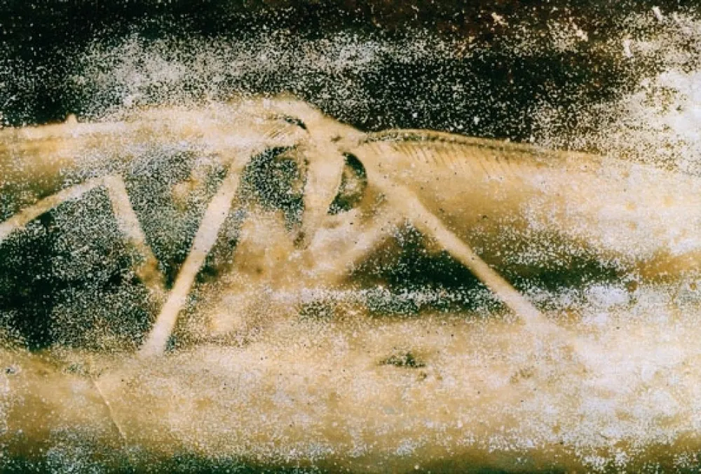 Fotografía Starn - Atractted to Light 19 (Ephemera)