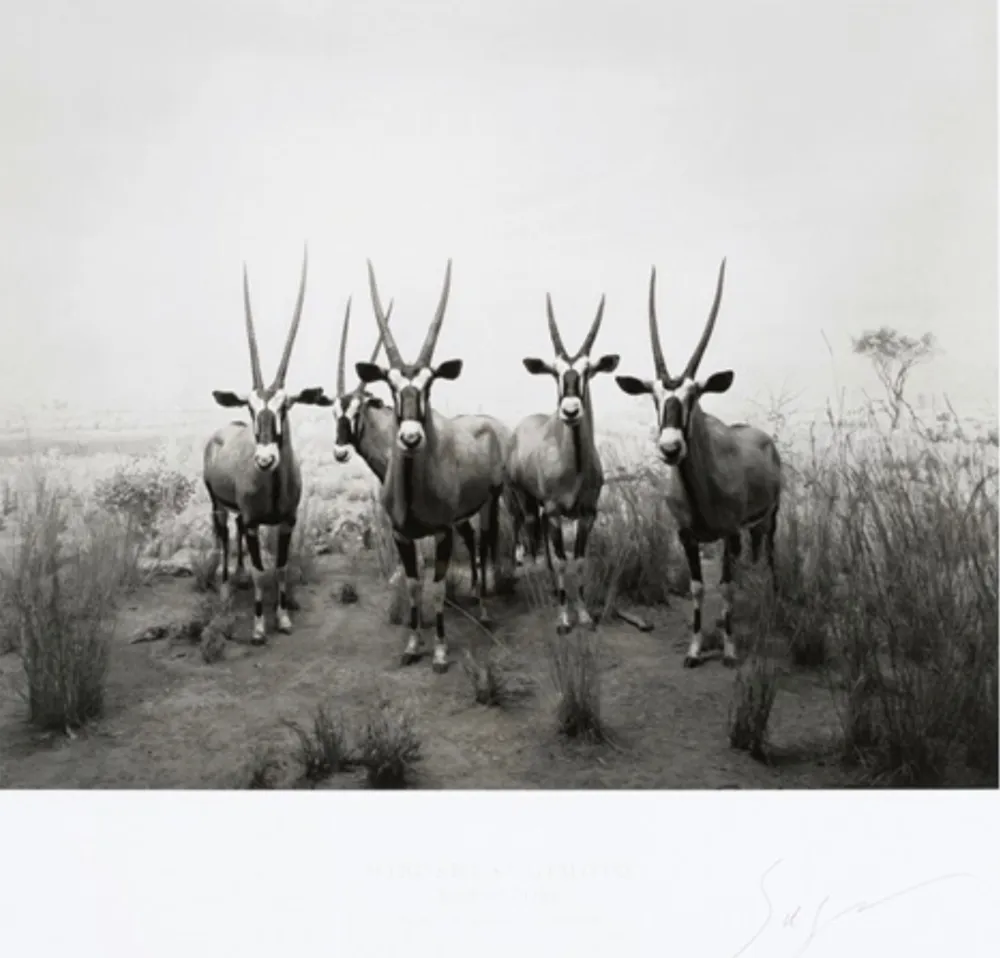 Offset Sugimoto - Gemsbok (End of Time exhibition poster)