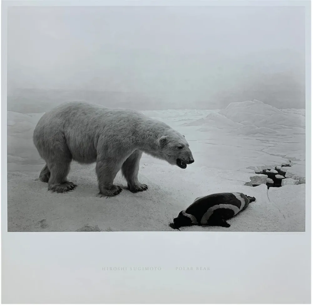 Múltiple Sugimoto - Polar Bear