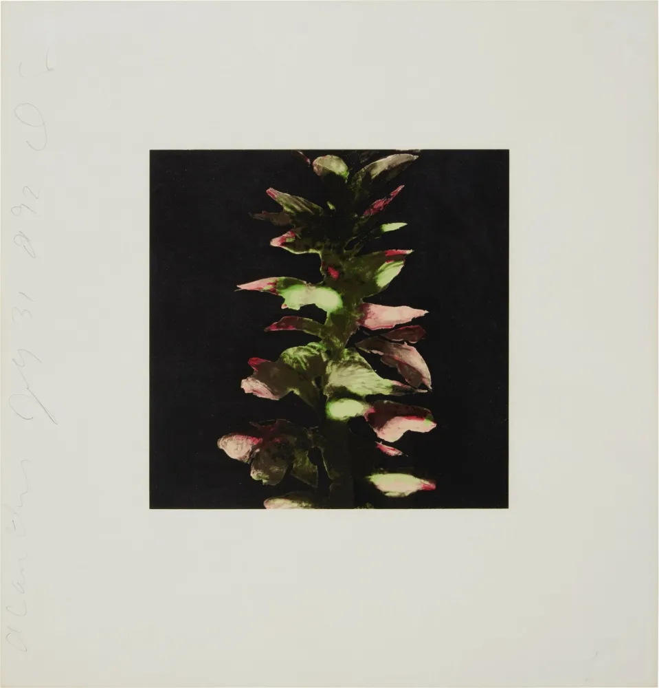 Serigrafía Sultan - Acanthus from Fruits and Flowers