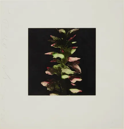 Serigrafía Sultan - Acanthus from Fruits and Flowers