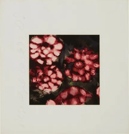 Serigrafía Sultan - Roses from Fruits and Flowers