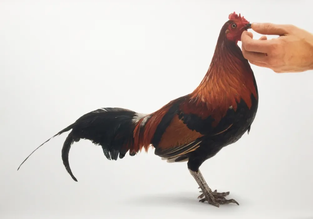 Múltiple Vanmechelen - Feeding Chicken