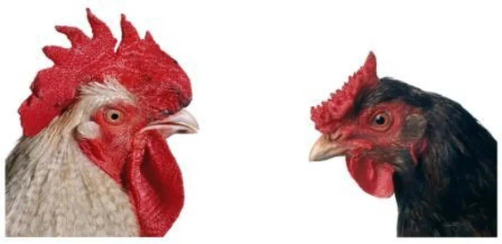 Múltiple Vanmechelen - Mechelse Bresse (M) x English Redcap (F)