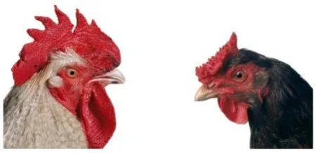 Múltiple Vanmechelen - Mechelse Bresse (M) x English Redcap (F)