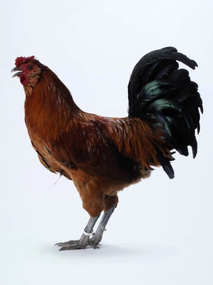 Múltiple Vanmechelen - Mechelse Owlbeard