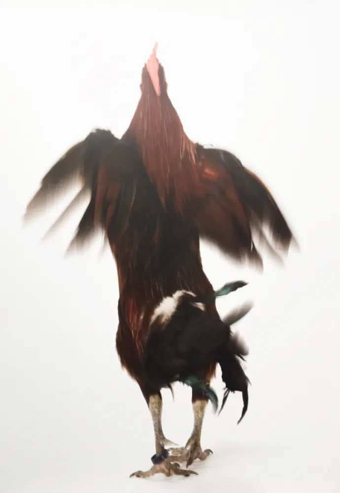 Múltiple Vanmechelen - Running Chicken