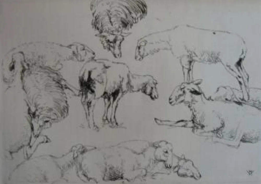 Grabado Vergé-Sarrat - Etudes de moutons / Studies of Sheep