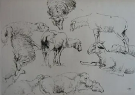 Grabado Vergé-Sarrat - Etudes de moutons / Studies of Sheep