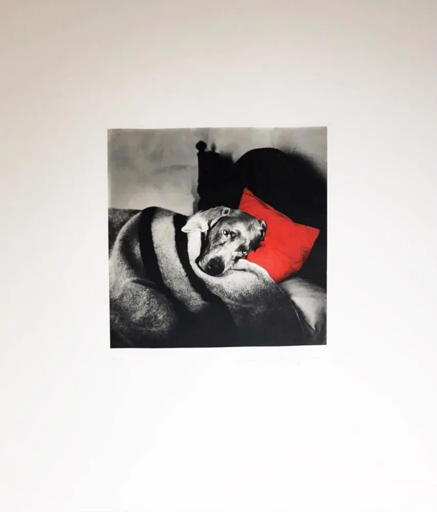 Grabado Wegman - Cinderella Sleeping