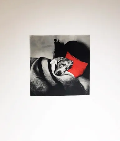 Grabado Wegman - Cinderella Sleeping