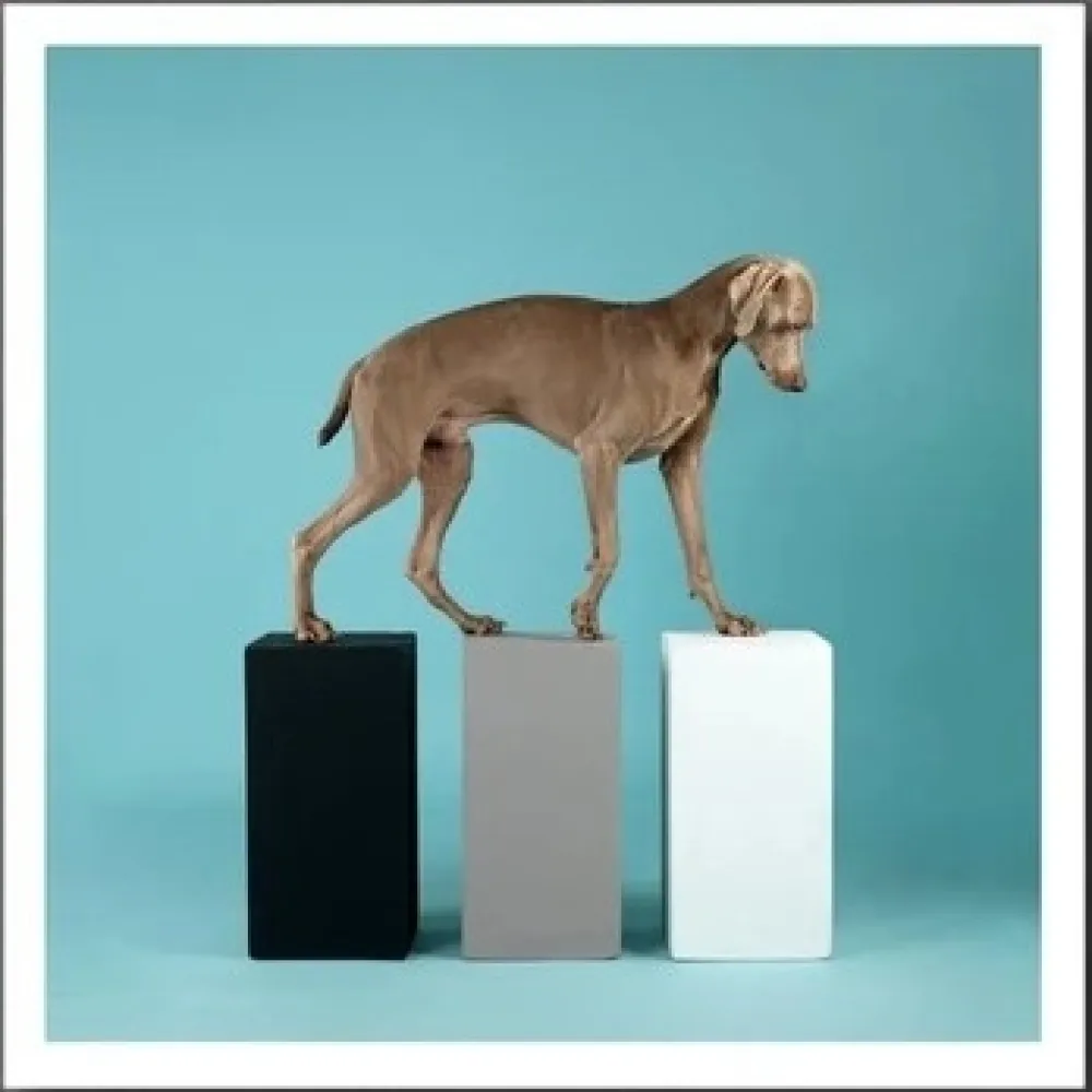 Fotografía Wegman - DOG 