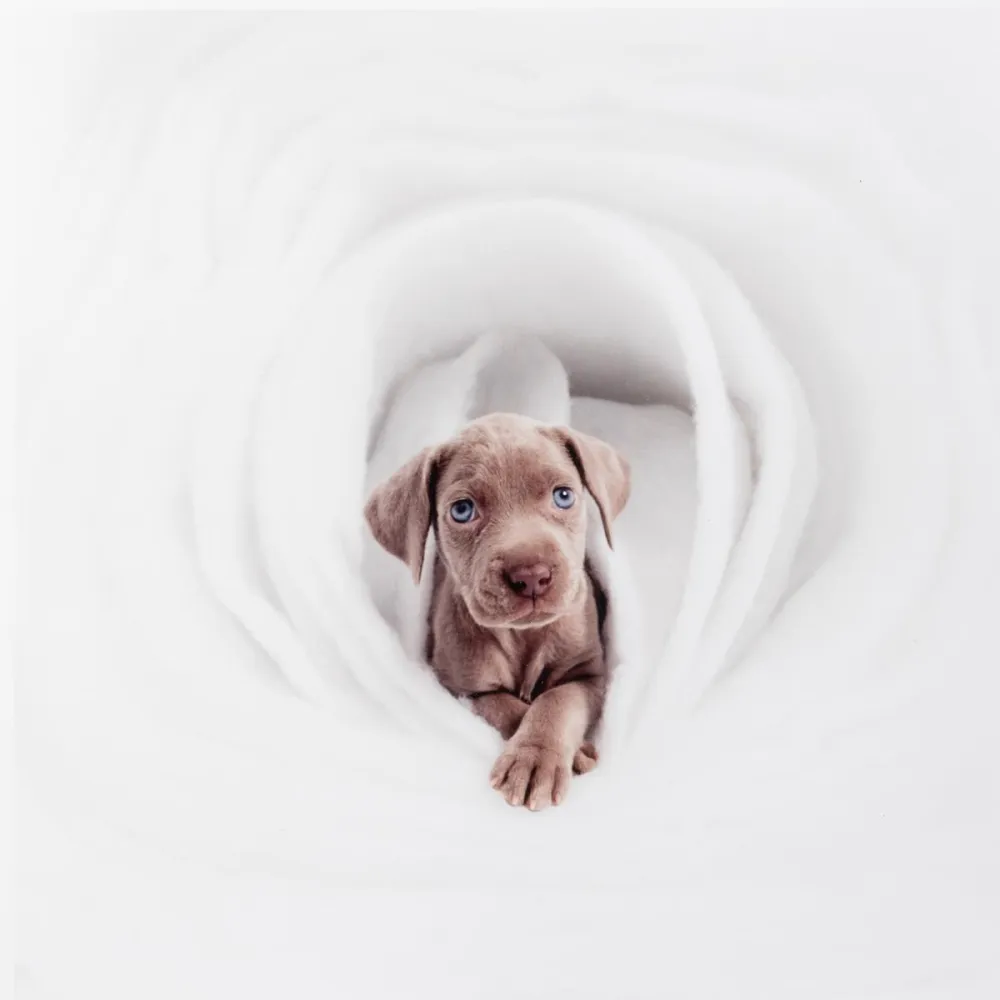 Fotografía Wegman - New