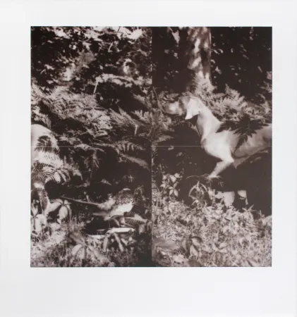 Litografía Wegman - Untitled