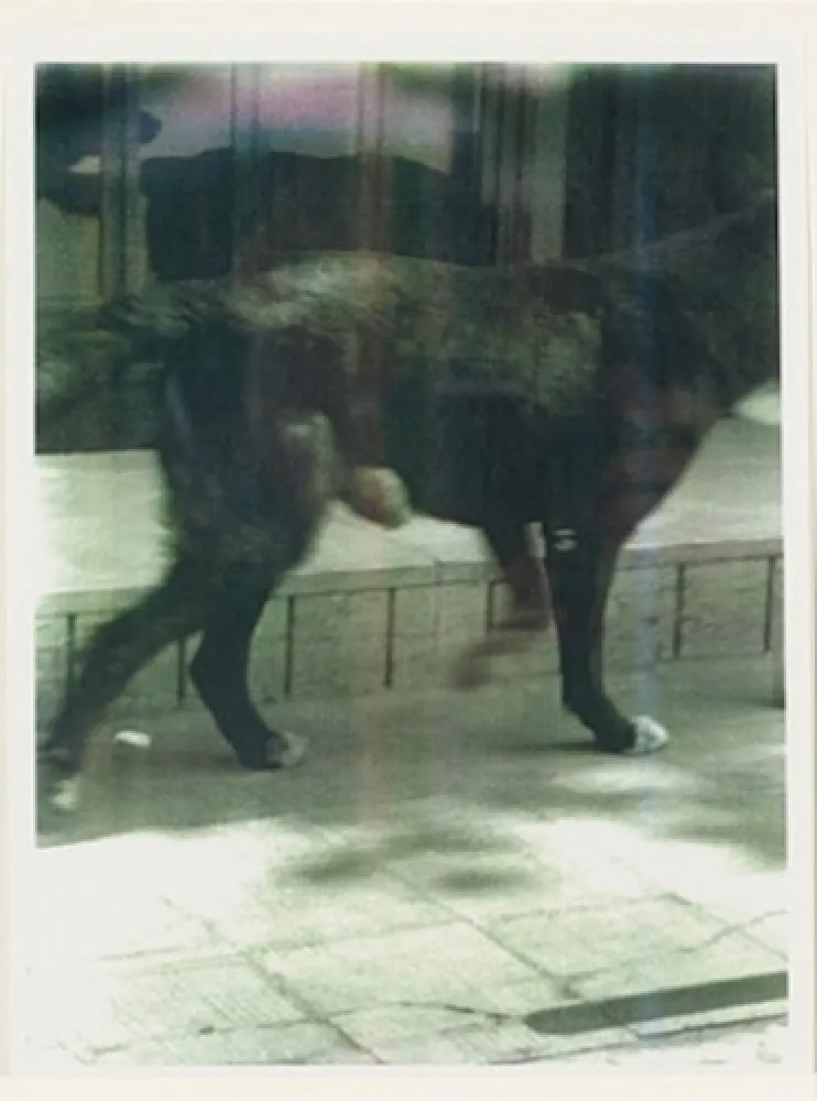 Múltiple Wool - Untitled