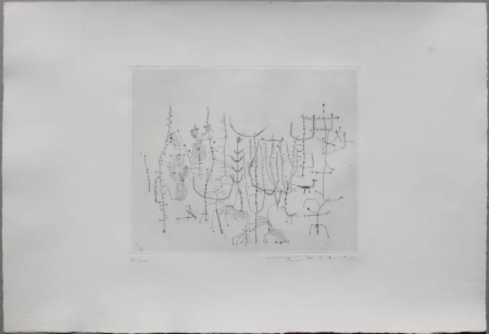 Punta Seca Zao - Arbrisseaux (Shrub)